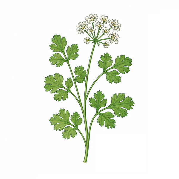 Sprout verpakking 1 stuk - Afbeelding 7