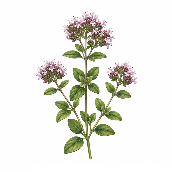 Plantenset dubbel - Afbeelding 8