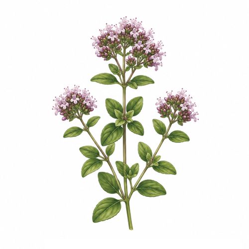 Plantenset dubbel - Afbeelding 8