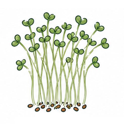 Zaadzakjes 65 x 95 mm plasticvrij - Afbeelding 24